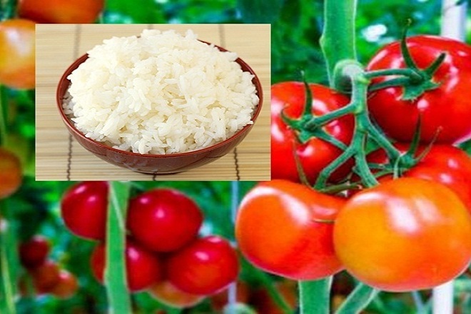 trong ngày thứ 5 giảm cân bạn cần ăn đủ 6 quả cà chua