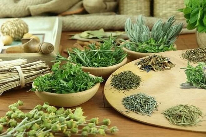 cây cỏ trong thiên nhiên
