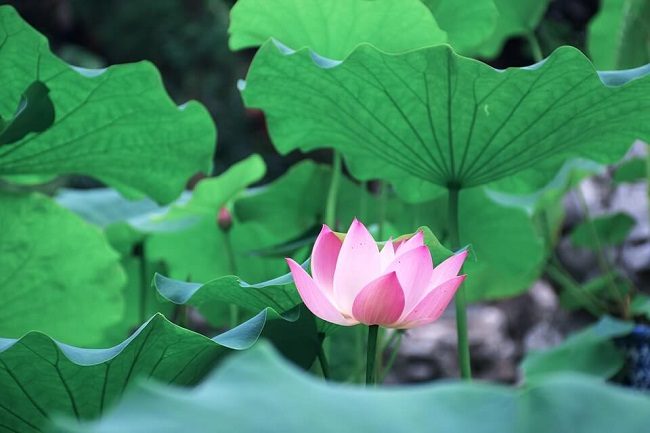 uống thuốc giảm cân sau sinh
